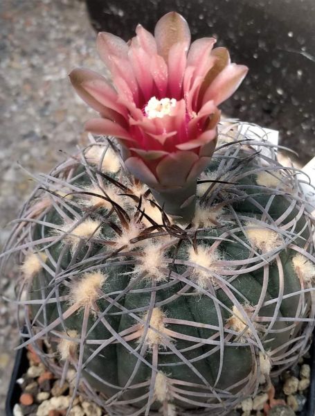 Gymnocalycium spegazzinii var. punillense JN105
